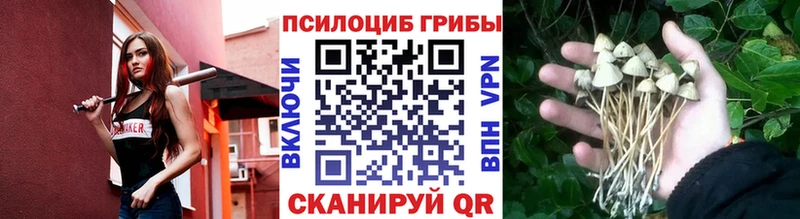 Купить  Устюжна  Галлюциногенные грибы GOLDEN TEACHER 